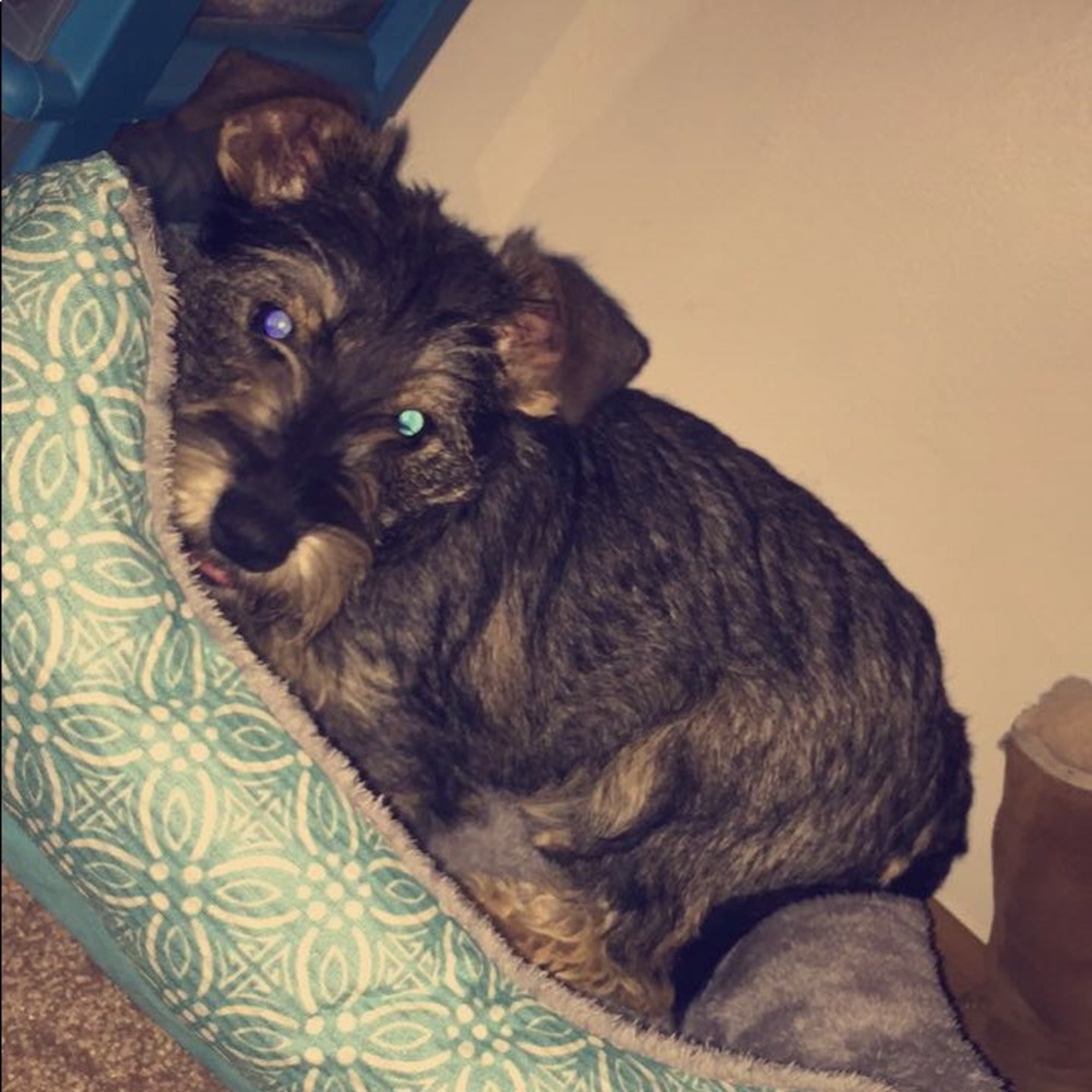 Meet your Posher, Saila